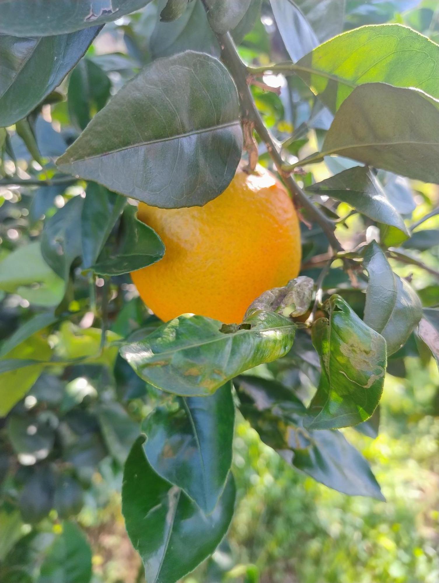 Villa Mios Muro Leccese Buitenkant foto